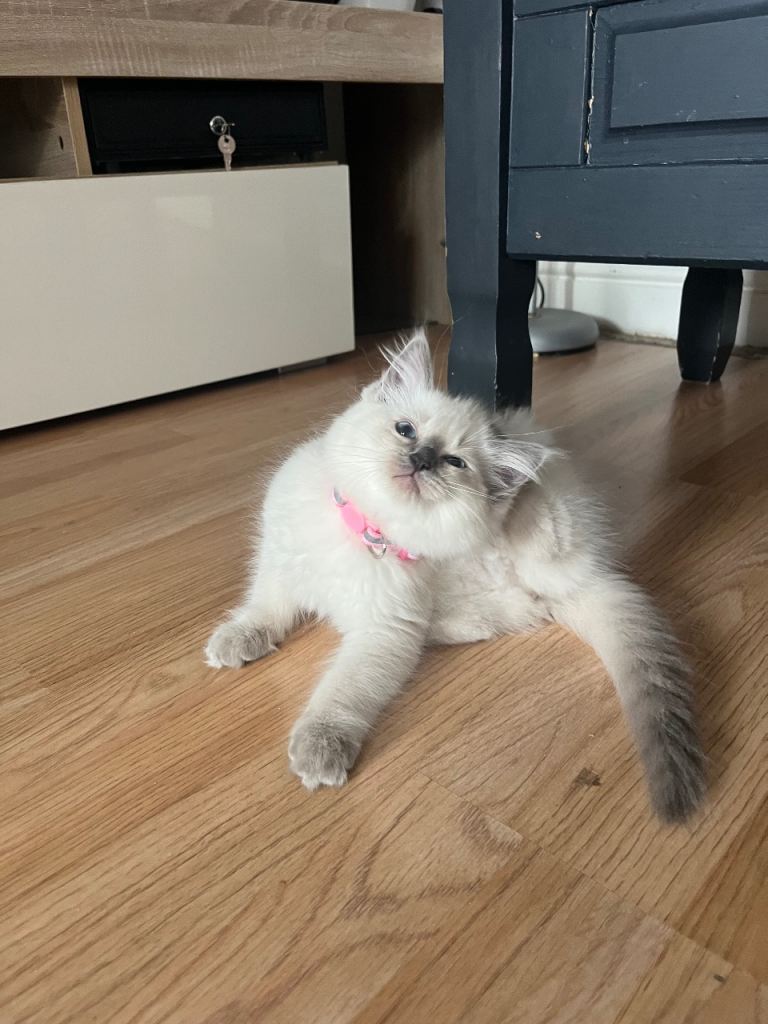 Ragdoll female 