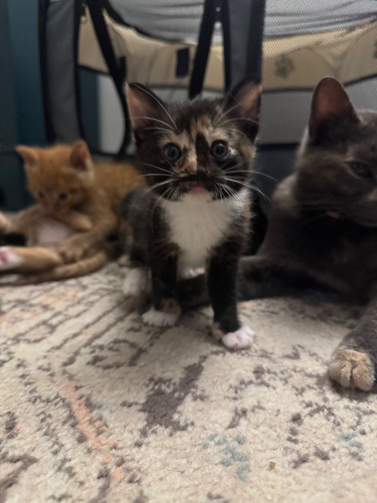 BSH Kittens  