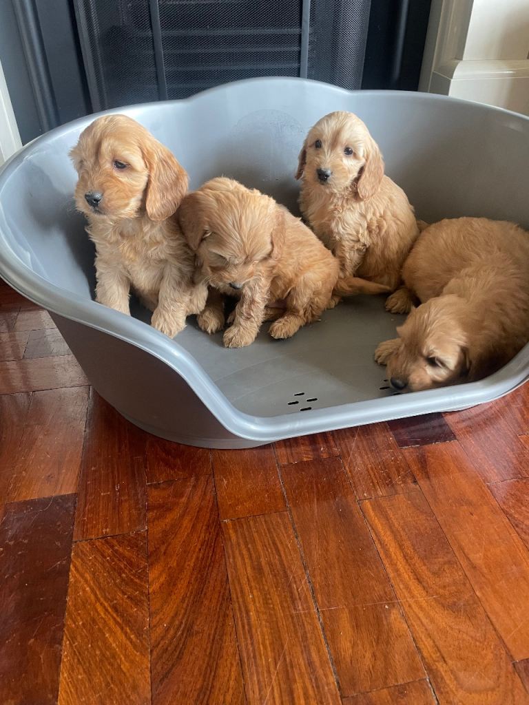 F1 Apricot Cockapoo pups | in Newry, County Down | Gumtree