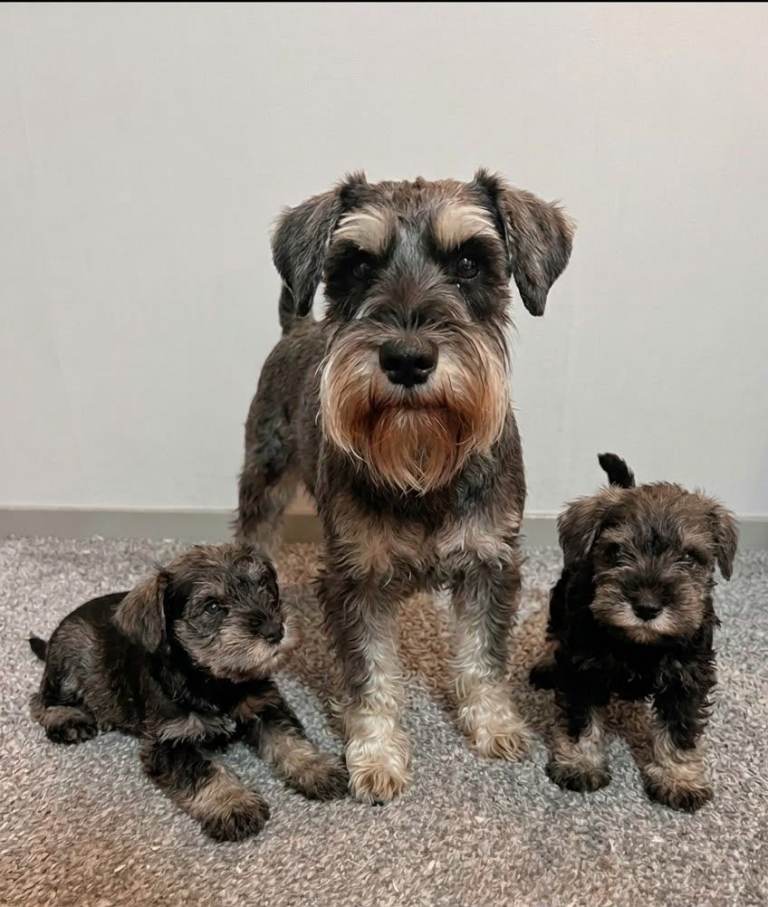 Schnauzer puppies 