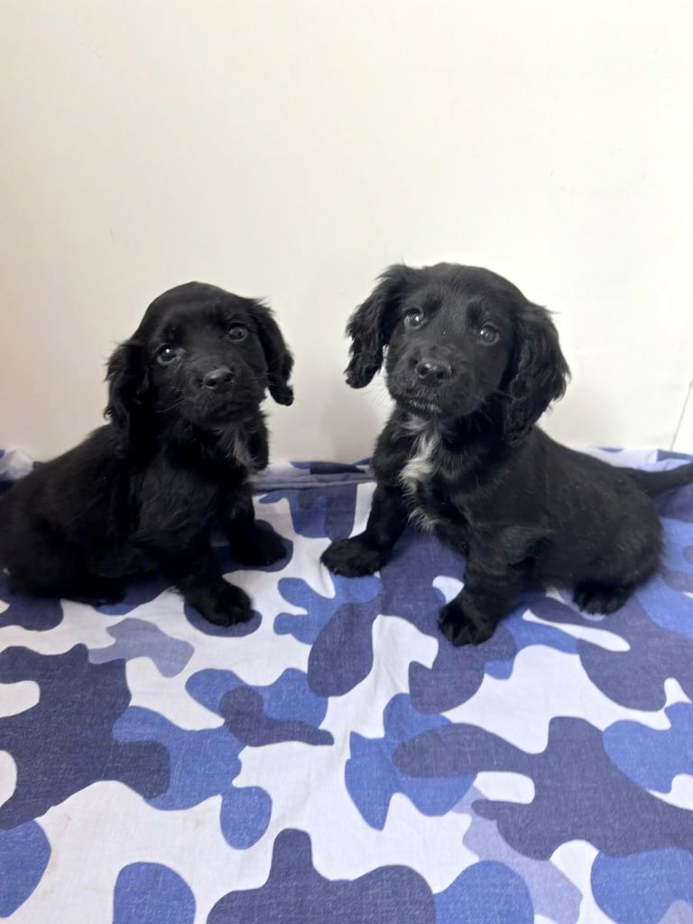 Cocker spaniel puppies for sale 