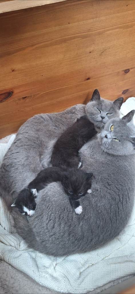 British shorthair x kittens