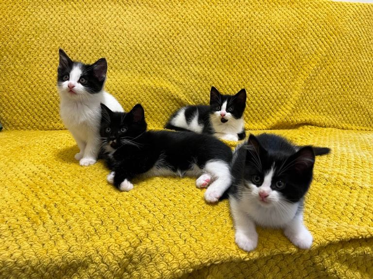 Kittens looking for loving home