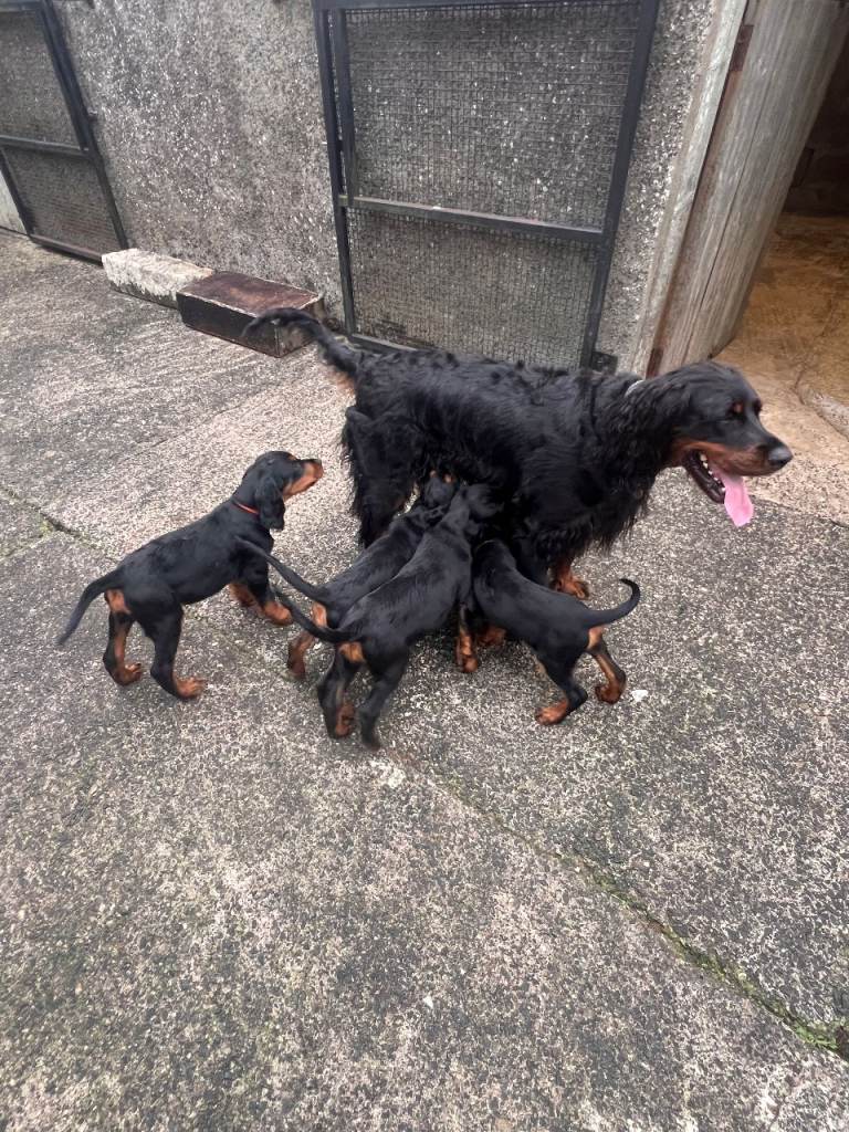 Pedigree Gordon Setter pups for sale