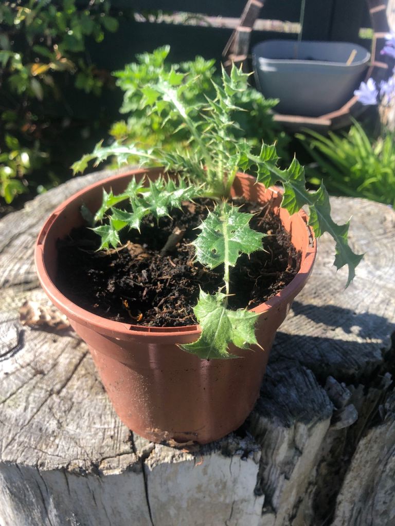 Carline thistle