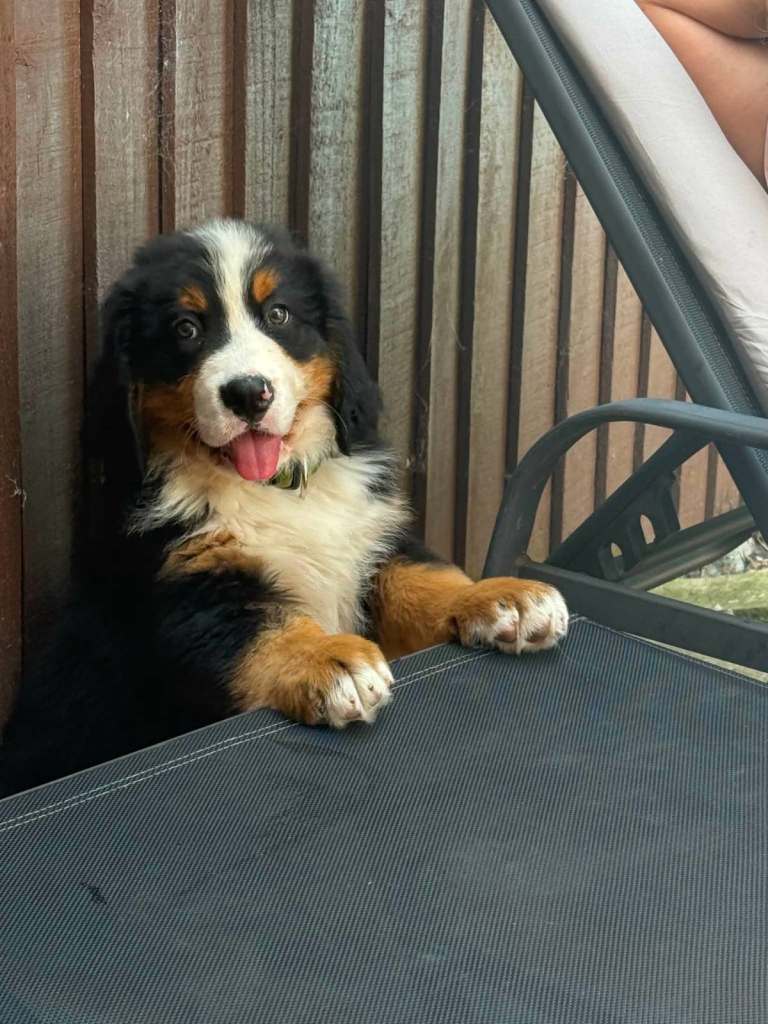  Bernese Mountain Dog Puppies - 2 puppies left