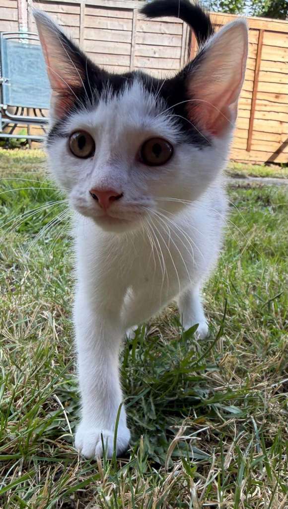 Friendly kittens for sale