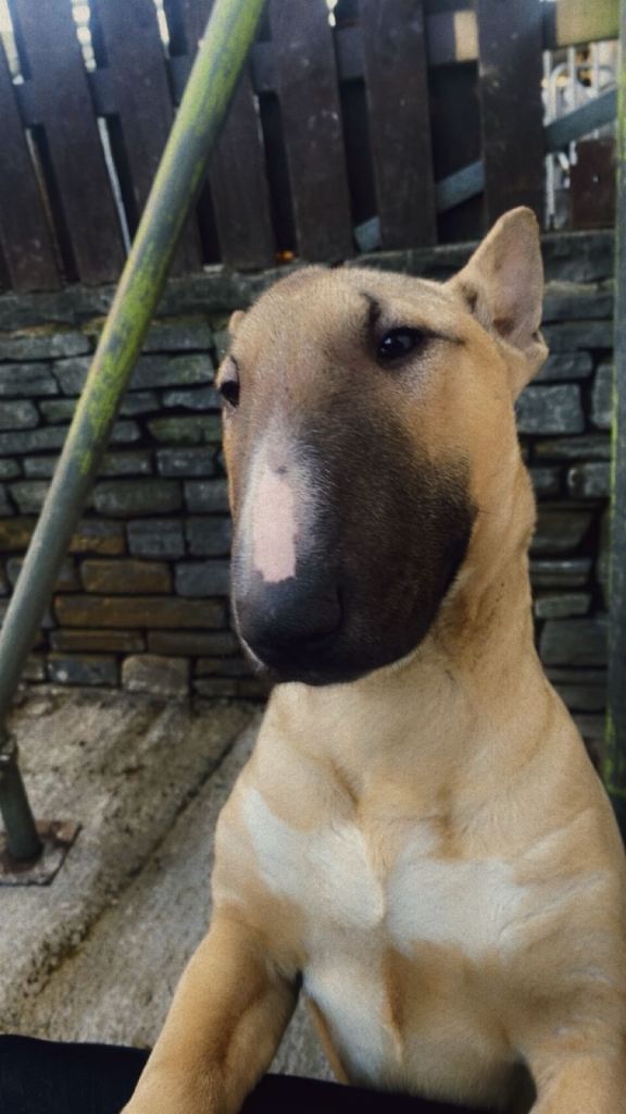 Kc Reg Fawn & White English Bull Terrier