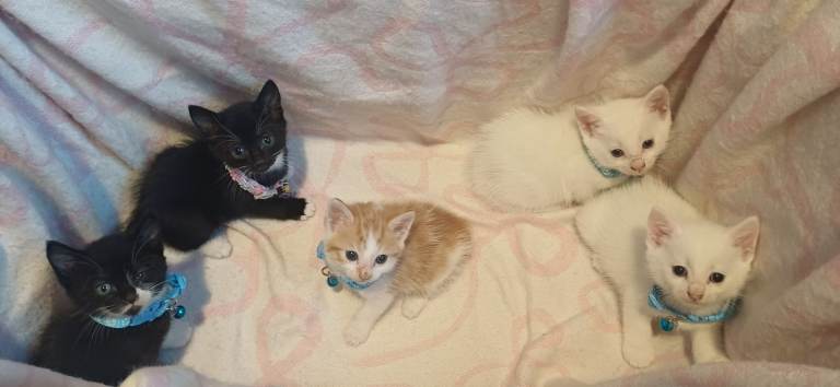 Adorable Kittens Looking for Their Forever Homes