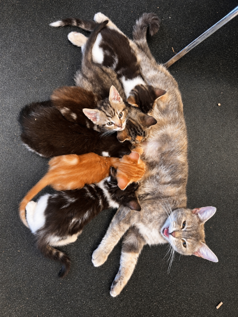 🐾 6 Beautiful Tabby x British Shorthair Kittens 🐾