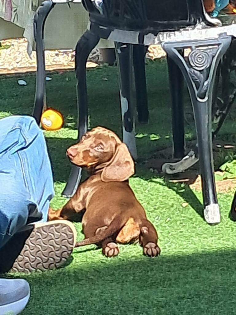 Beautiful Dachshund 