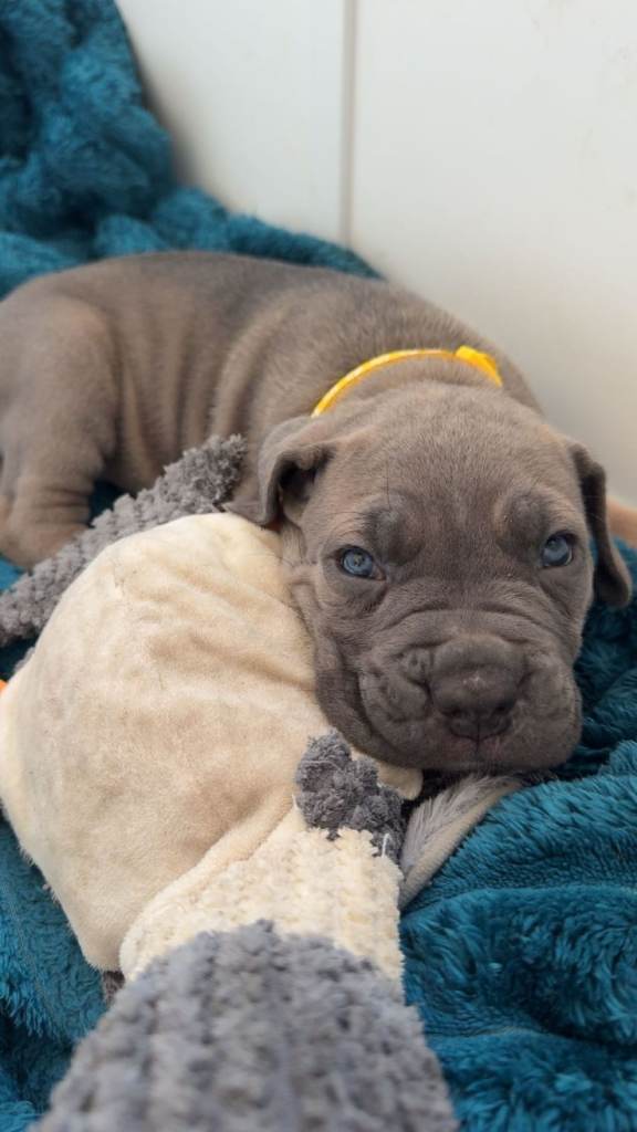 Elite Cane Corso Puppies – ABKC Registered – 4 Gen Serbian Bloodlines