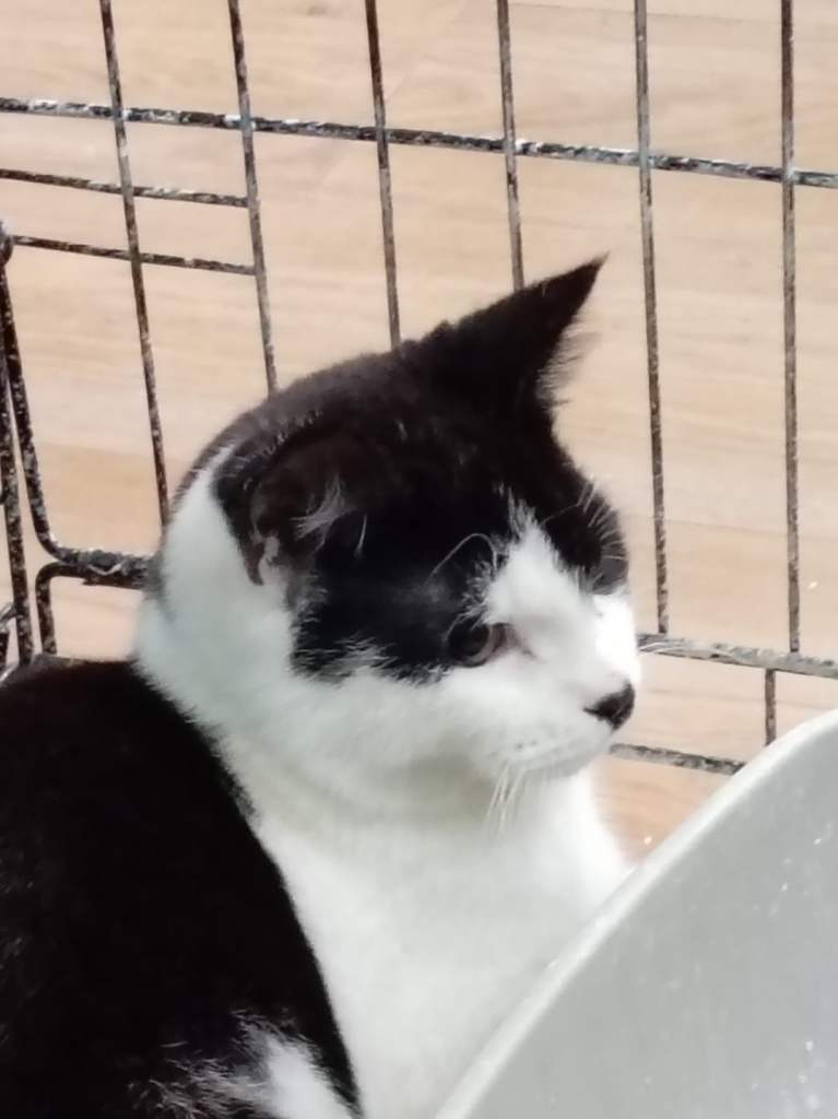 image for Kittens need forever home