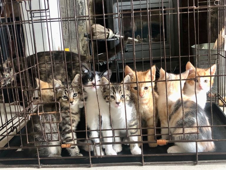 Kittens £40 each 