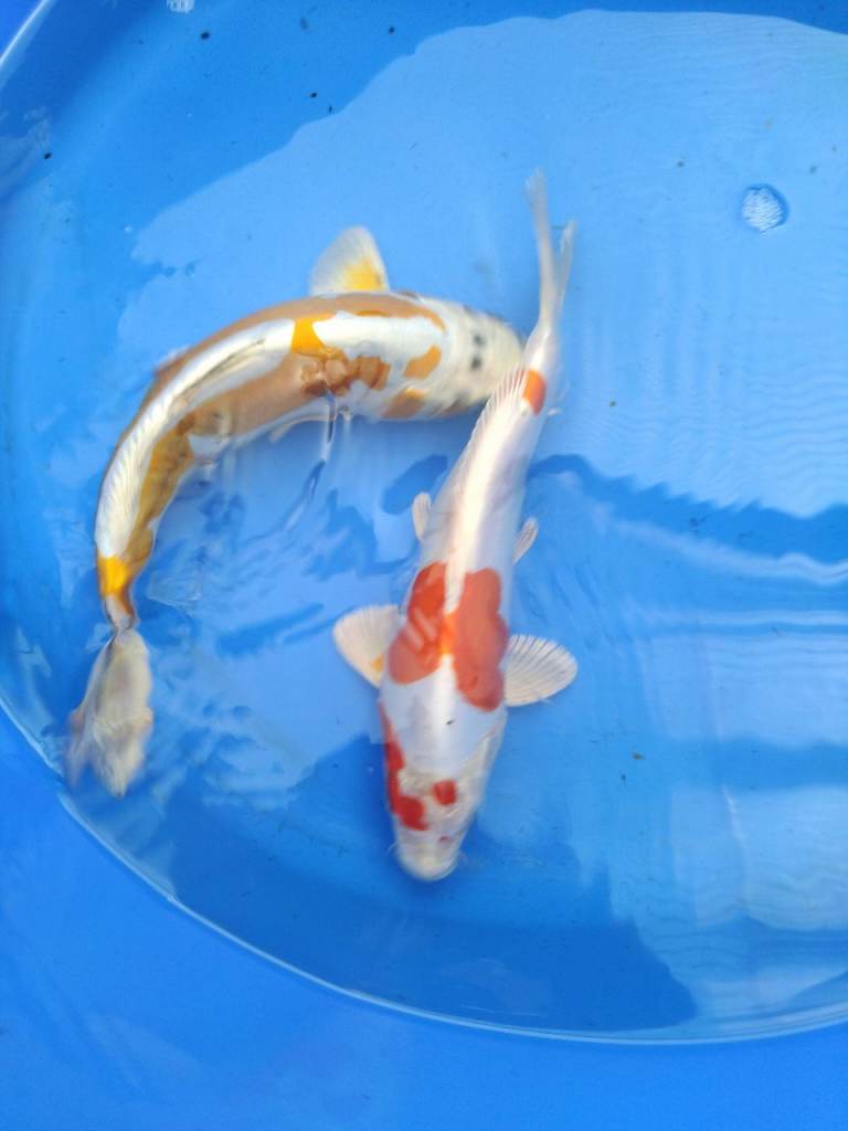 new High Grade Koi Carp 10/7/2026