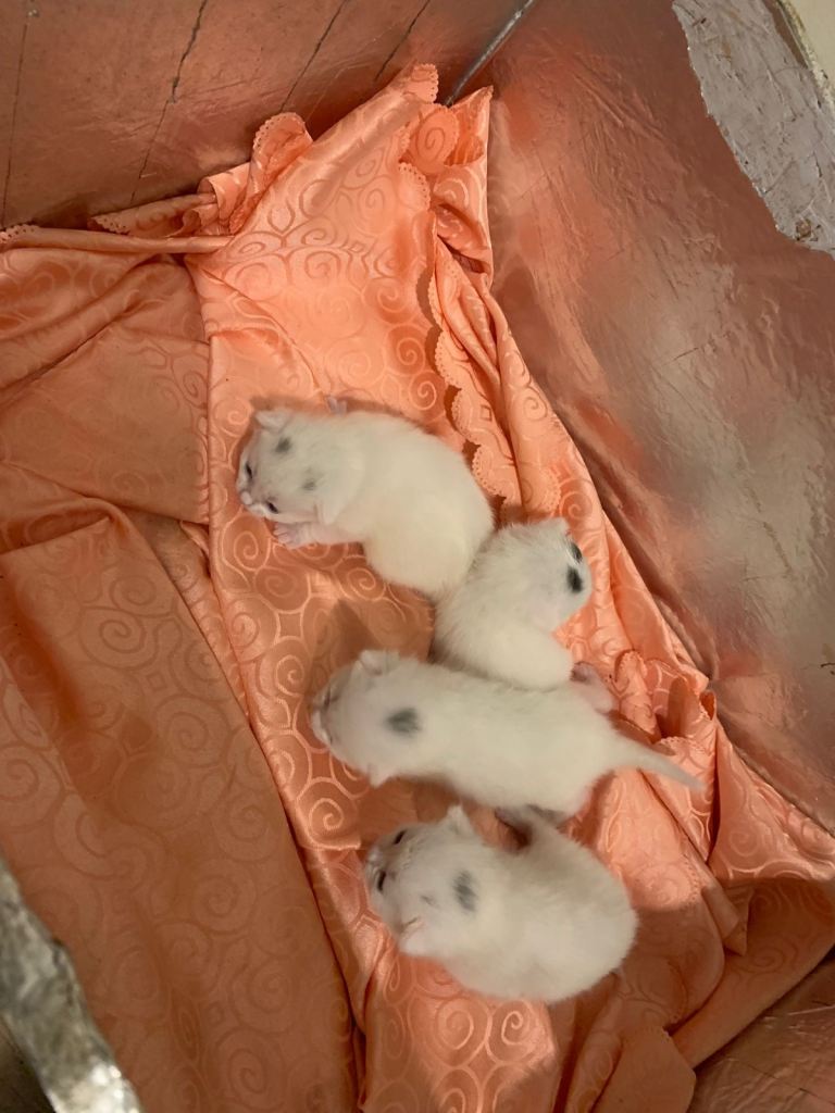 image for White kitten 