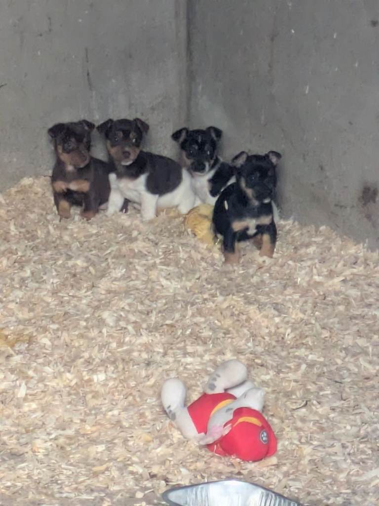 Outstanding litter of Jack Russell puppies 