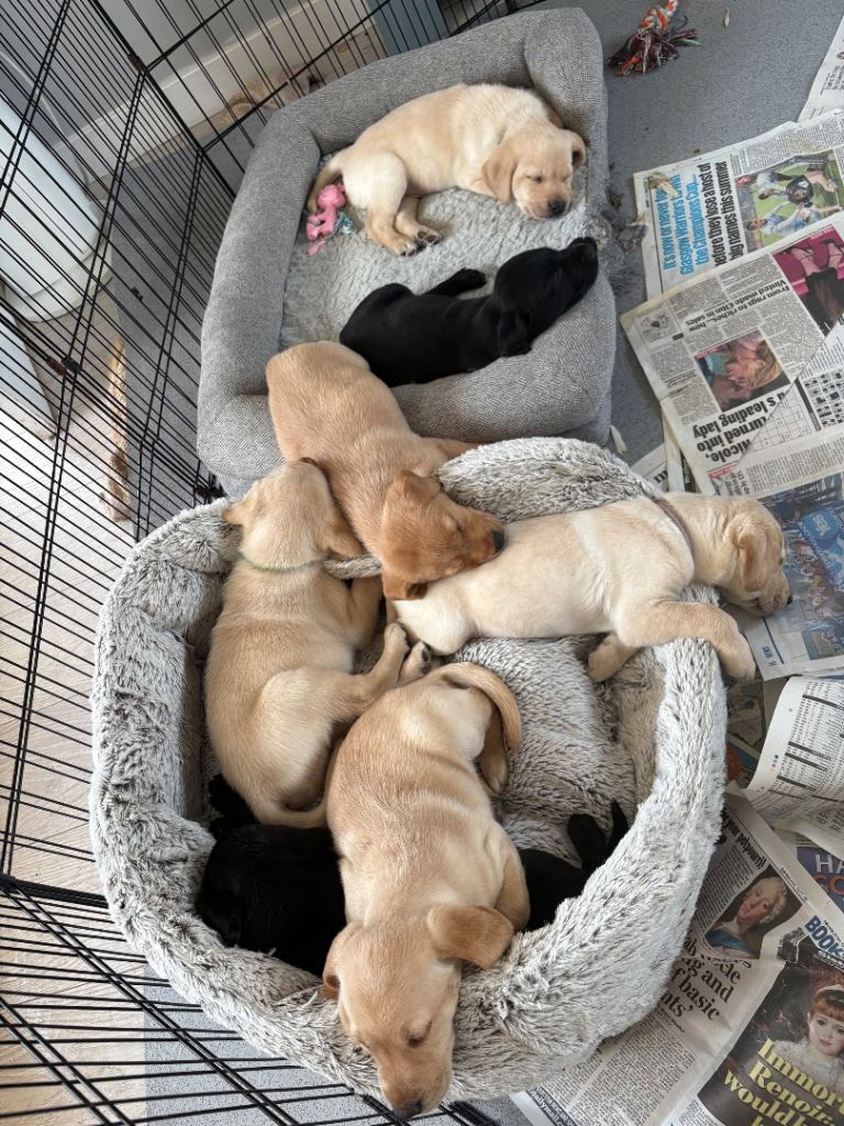 Labrador puppies