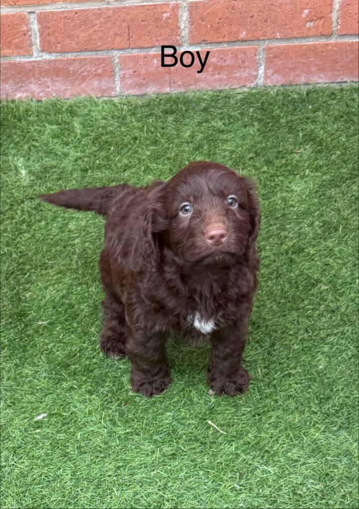 Cockapoo puppies