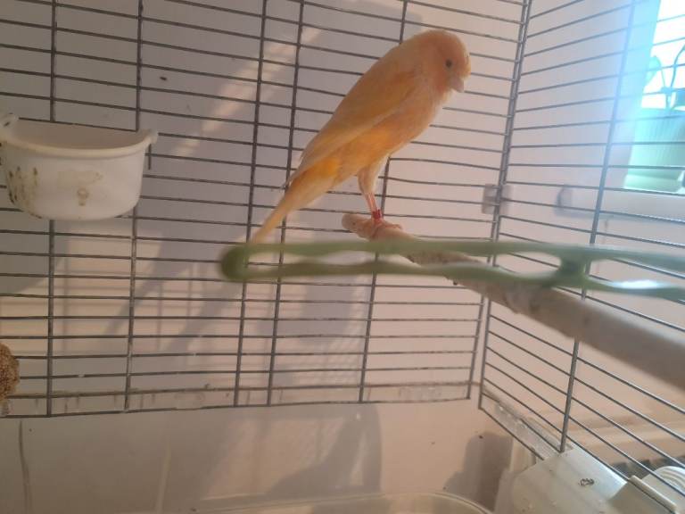 Yorkshire canary for sale