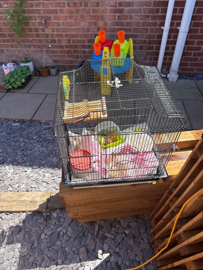 Bird cage with all accessories 