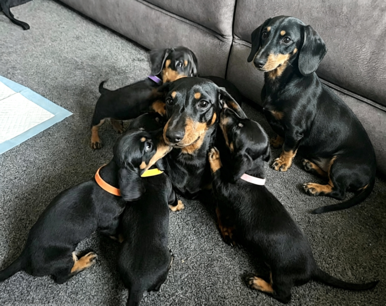 Miniature black and tan Dachshund Puppies.  