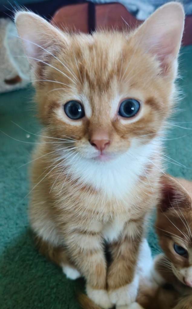 3 beautiful kittens to find their forever home 😻