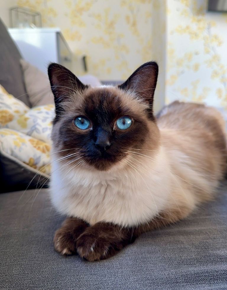 Ragdoll for Sale £1500