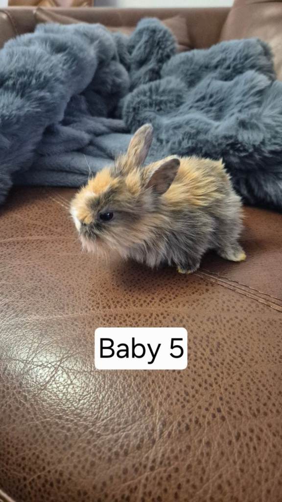 Cute bunnies mixed breed.