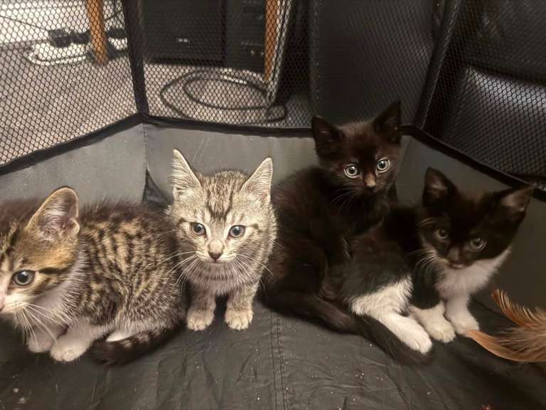 Bengal Cross Kittens