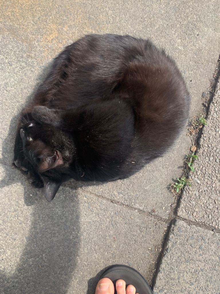 18-Month-Old Black Male Cat – Loving Home Needed