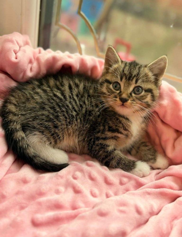 🐾 Adorable Tabby Kitten Looking for a Loving Home 🐾