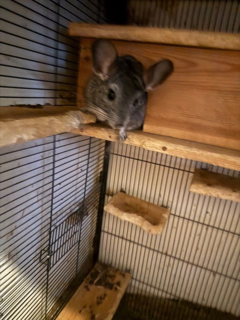 2 male chinchillas plus setup
