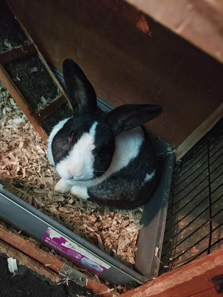 URGENT - rabbits x 2 boys, hutch and run. Still available 