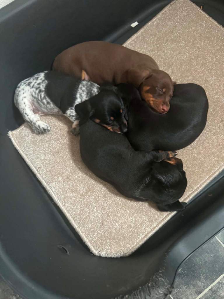 Miniature dachshund 