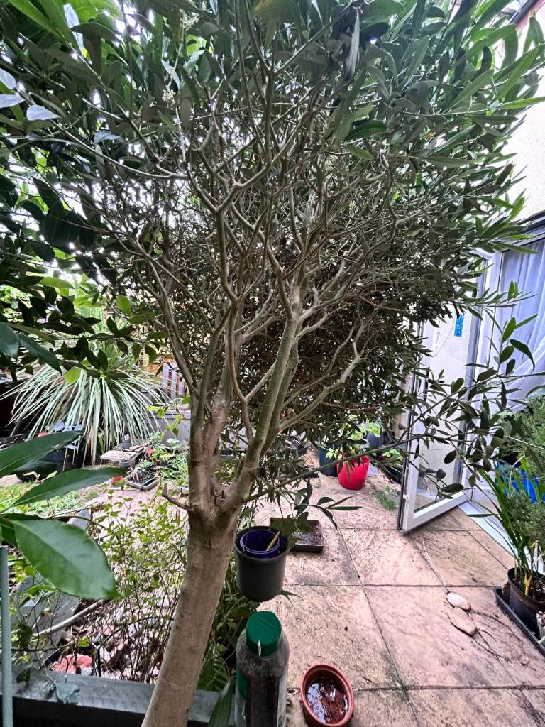 Large olive tree for sale