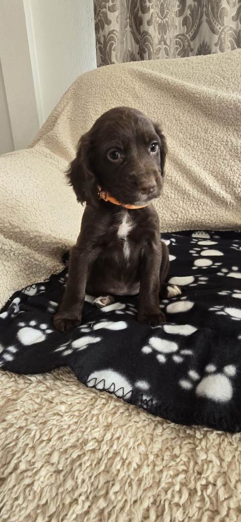 Beautiful cocker spaniel puppies ready now 