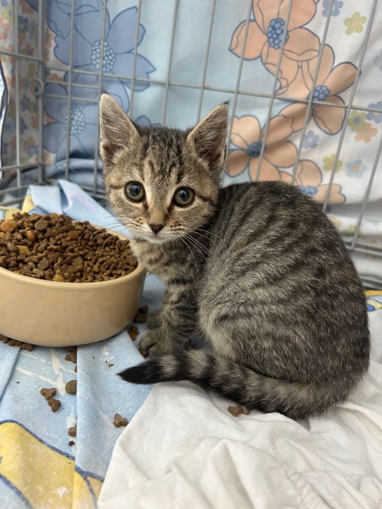 image for 2 female tabby kittens ready now 