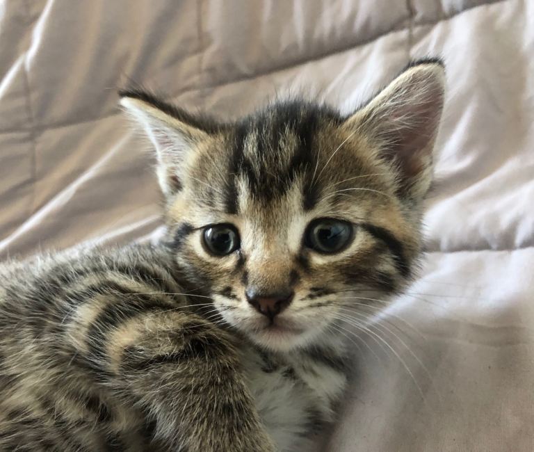 Gorgeous female tabby kitten 8 weeks old