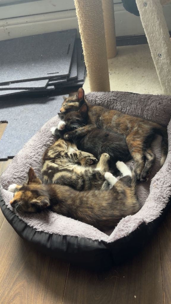 Kittens 