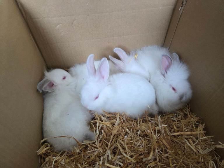 Baby rabbits - ready now 🩷🐇