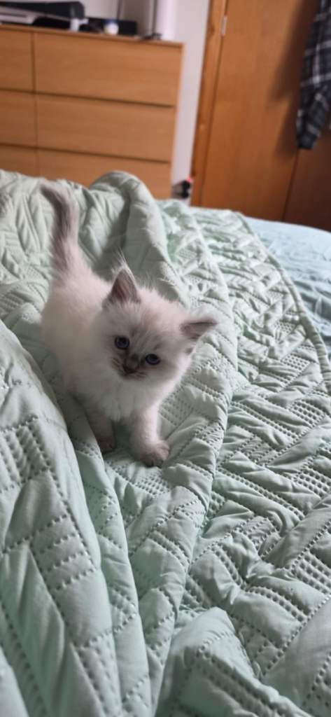 Beautiful Rag doll kittens 