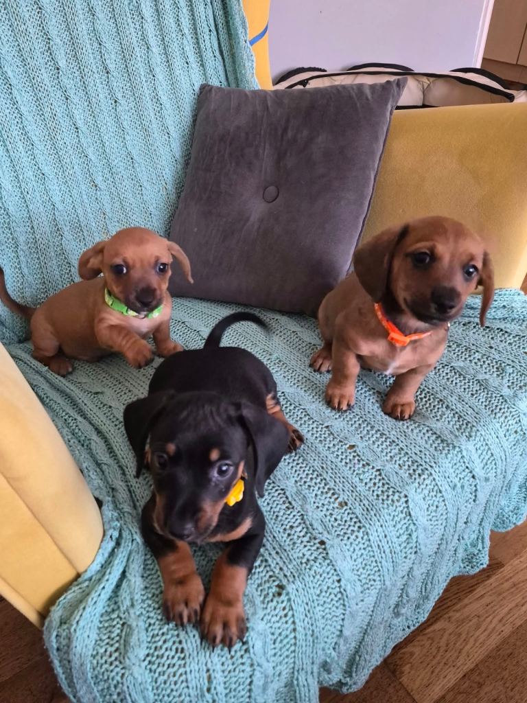 Puppies