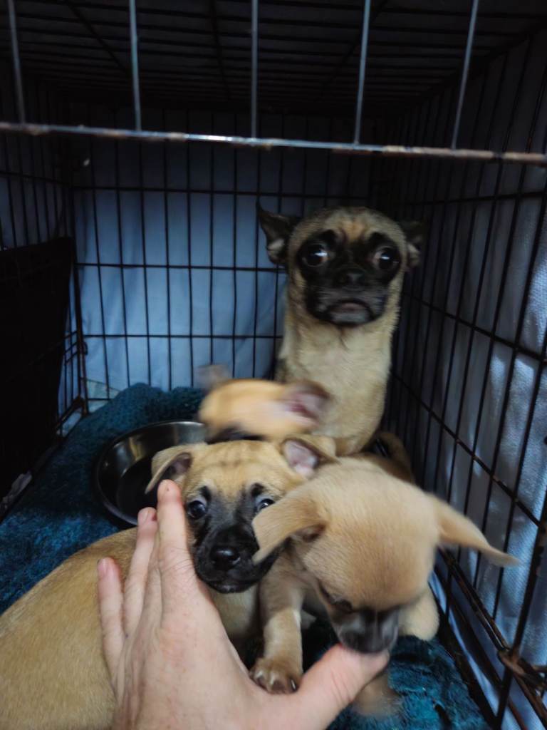 1 male chug puppy looking for forever home