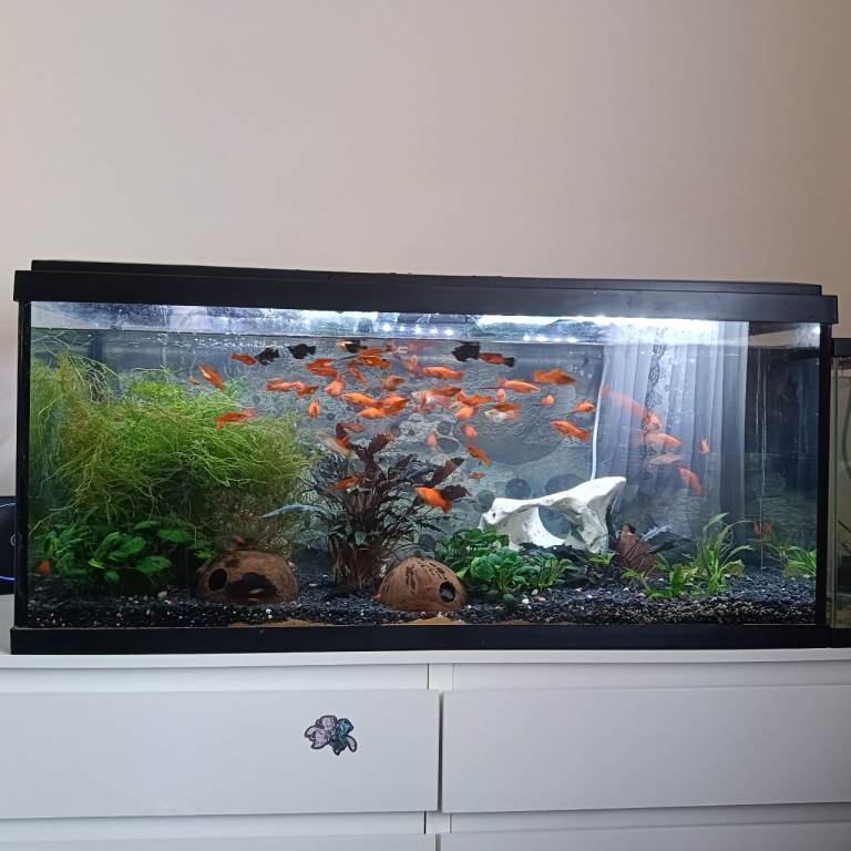Fish tank 160l with accessories 