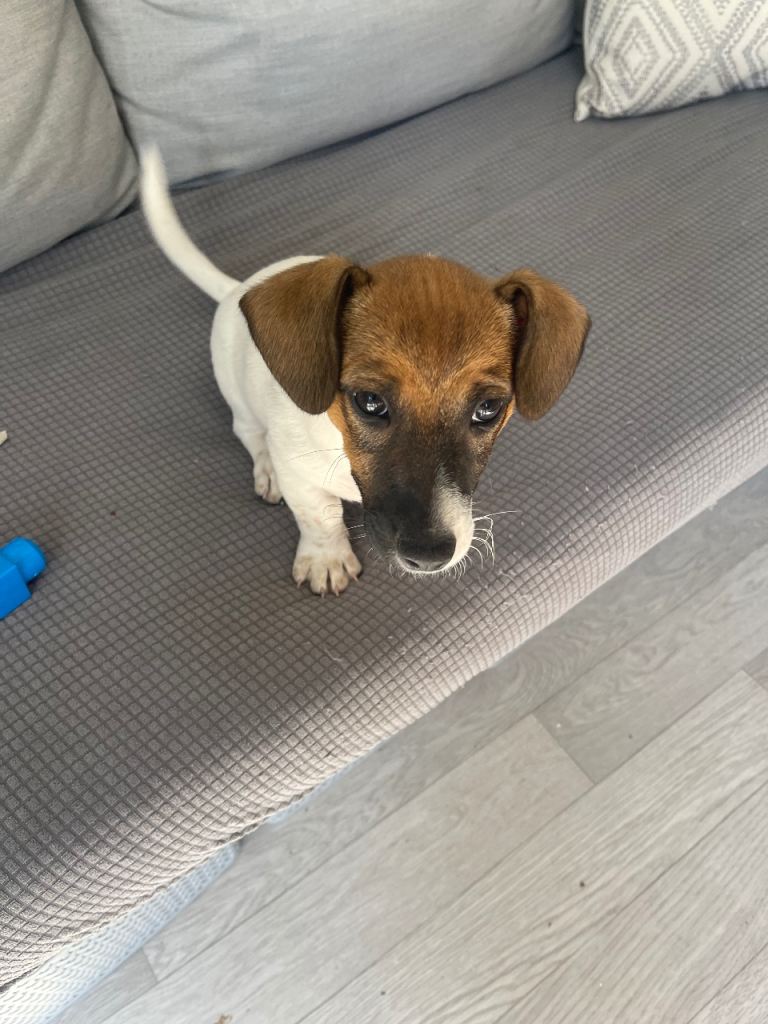 Short leg Jack Russell girl puppy 