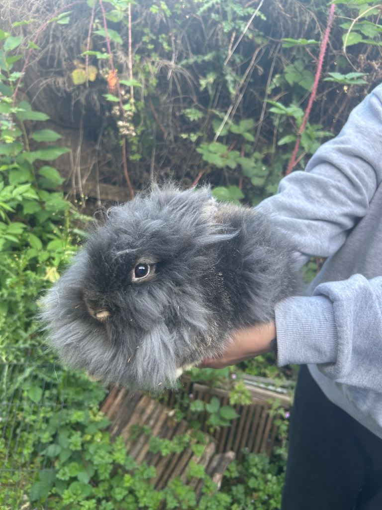 5 Bunnies ready for new homes!