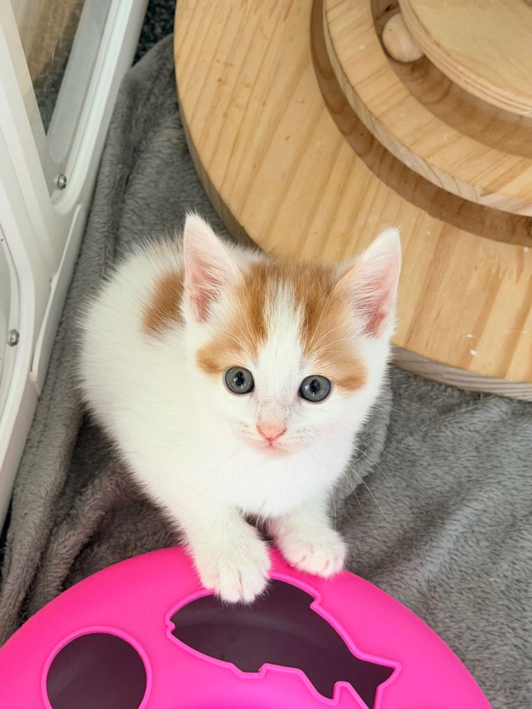Kitten * ready now * 