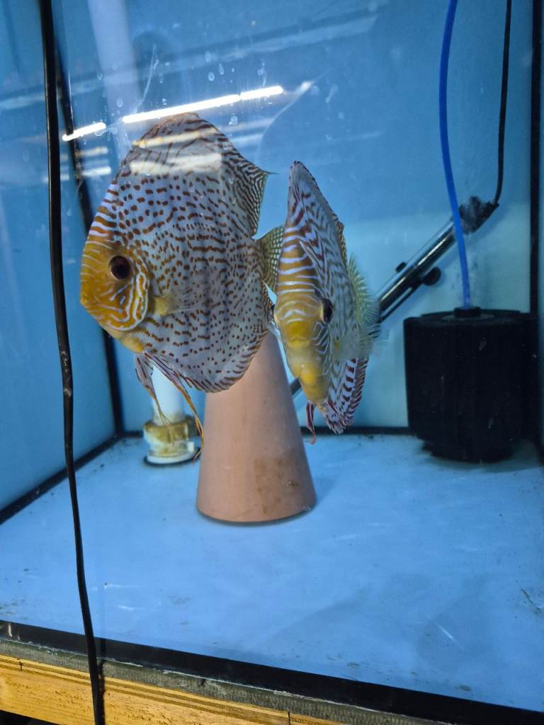 Baby discus for sale