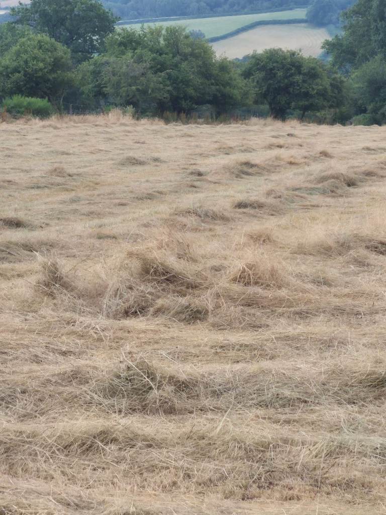 Small bales of hay